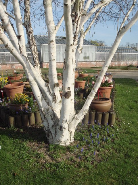 Betula utilis et muscari